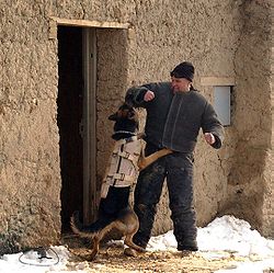 250px-Working_dog_in_Afghanistan,_wearing_a_bulletproof_vest,_being_trained-hires